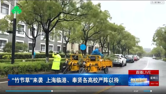 《教视新闻》“竹节草”来袭 上海临港、奉贤各高校严阵以待
