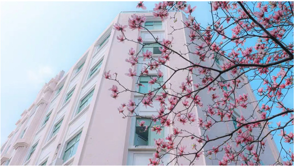 《上海发布》沪上高校最美春景上线，有你的学校吗？（附入校指引）